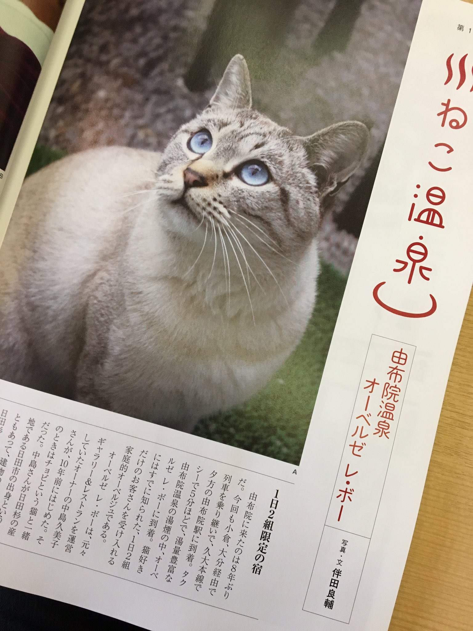 猫びより Rt Rmda2541 猫びより 連載中の 猫温泉紀行 17回目は由布院の宿 オーベルゼ レ ボー の猫たちです 今日あたり発売です 猫 猫びより オーベルゼ レ ボー 由布院 T Co Ancghk6f1o Twitter