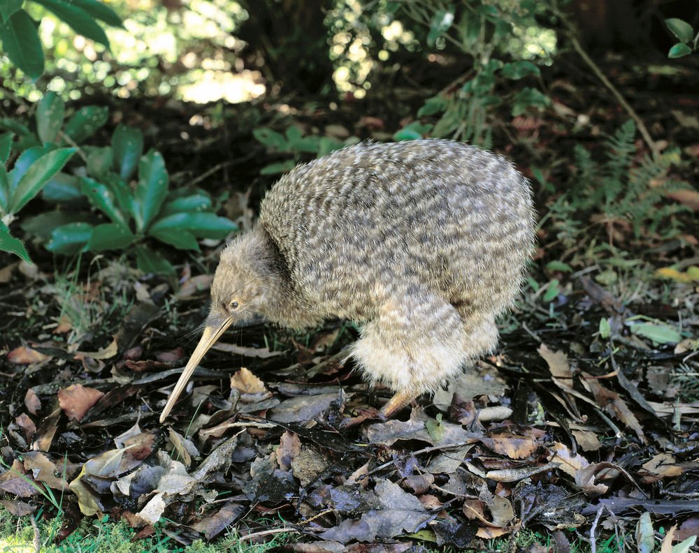 LiveScience's tweet photo. Facts About Kiwis https://t.co/tsPBBFytS7 https://t.co/8qTAvdxEqt