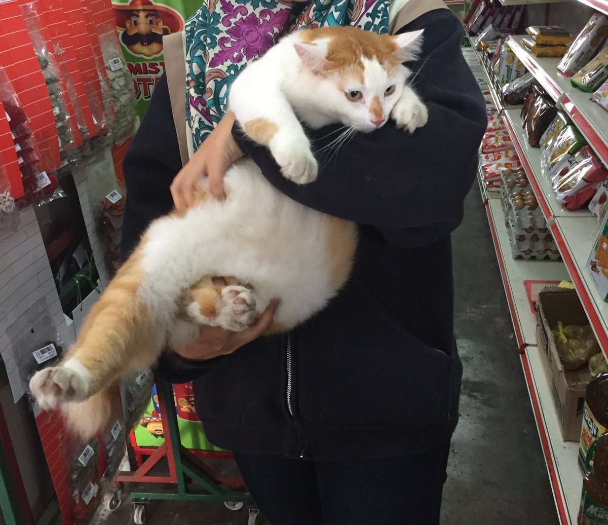 puteriyasmeen's tweet photo. Pergi kedai runcit tetiba si gemok ni dtg dekat. Berat dia 6.9kg!!!!!!!!!! Nak bawa balik 😭😭😭😭😭😭😭😭😭😭😭😭😭😭😭 https://t.co/9Jd4tD9RH4