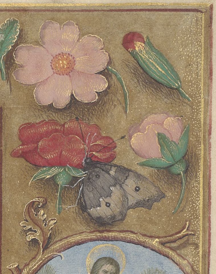 GallicaBnF tweet picture