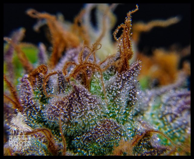 midnightroots_'s tweet photo. Midnight roots grown.  Midnight roots photo taken of our sour og.  1st place @HIGH_TIMES_Mag hybrid flower in mich cannabis cup!! 🏆🔥⛽️️ https://t.co/UAProGxUzK