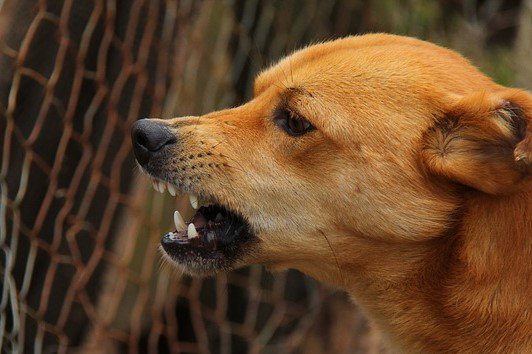 Jak si ho vychováte, takový už bude celý život. Nepodceňujte základní výcvik svého pejska. Poradíme! superzoo.cz/skola/problemo…