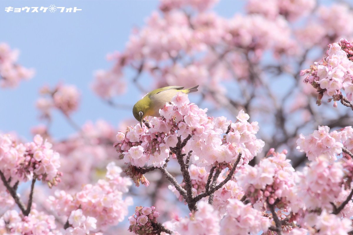 kyousukeimg's tweet photo. 「メジロちゃんご満悦」

※2017.2.8撮影

#写真好きな人と繋がりたい
#地蔵の辻 #桜 #メジロ https://t.co/UDkxMNryAu