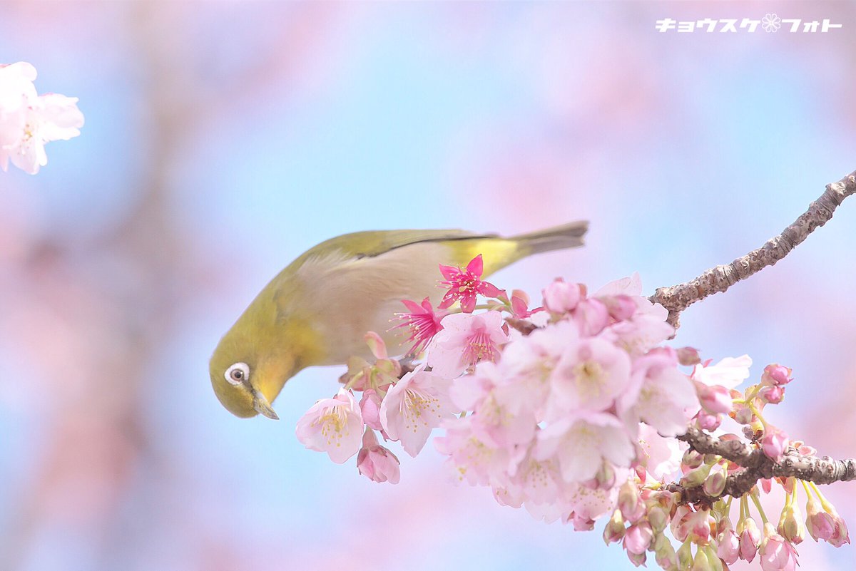 kyousukeimg's tweet photo. 「メジロちゃんご満悦」

※2017.2.8撮影

#写真好きな人と繋がりたい
#地蔵の辻 #桜 #メジロ https://t.co/UDkxMNryAu