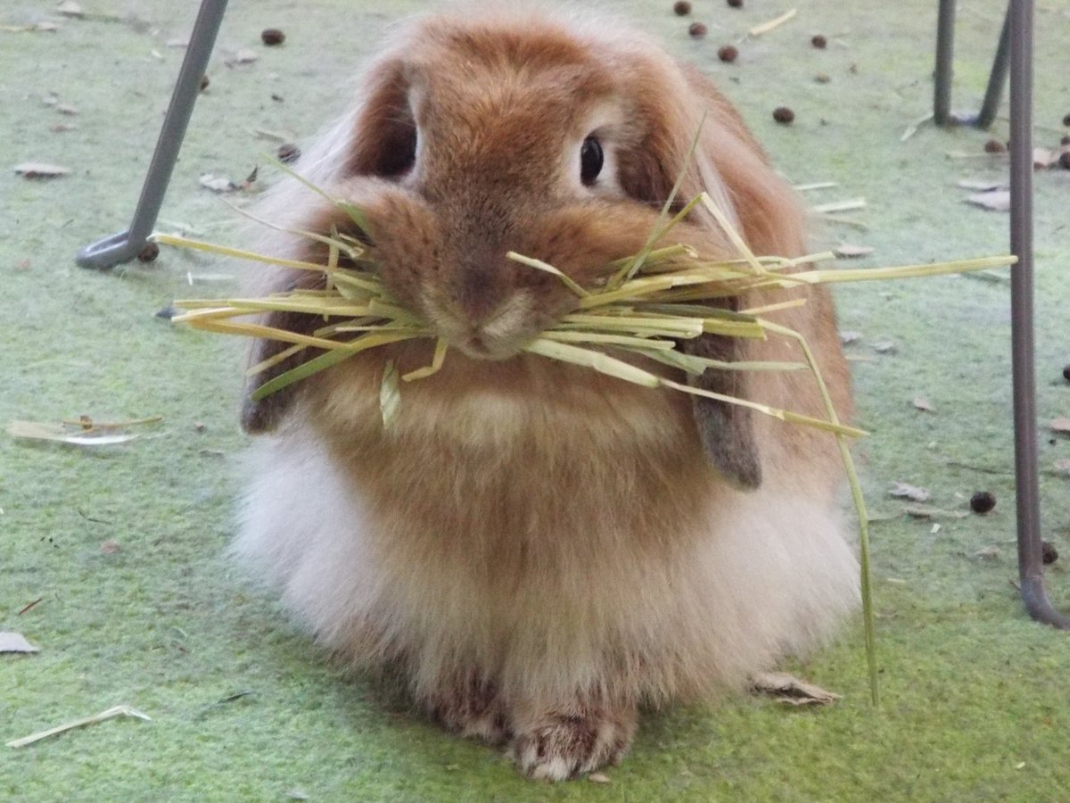 志深 大河 Twitterissa 我が家の ウサギ 愛称 りず 本名 ぐ りず りー です 牧草を口いっぱいにくわえて 巣作り中 夢中になり すぎて ごはんを食べる時まで牧草をくわえたままで 食べれなくてあわわ w そんな時は そっと くわえた牧草を取ってあげ 志深 大河 Twitterissa 我が家の ウサギ 愛称 りず 本名 ぐ りず りー です 牧草を口いっぱいにくわえて 巣作り中 夢中になり すぎて ごはんを食べる時まで牧草をくわえたままで 食べれなくてあわわ w そんな時は そっと くわえた牧草を取ってあげ