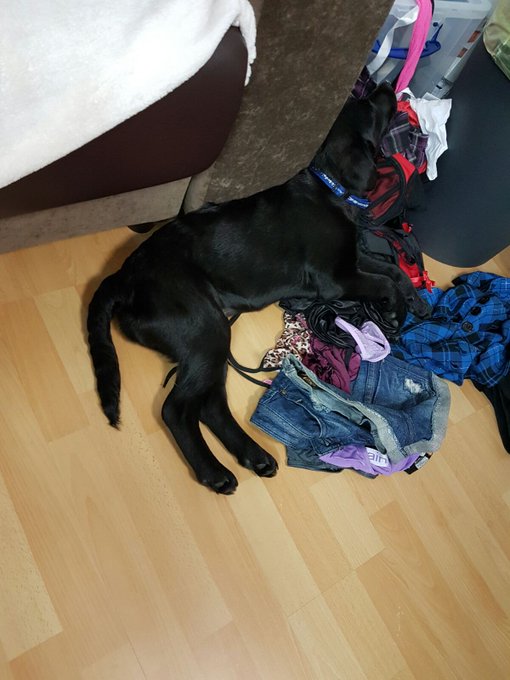 Wer hat sich denn da an meine Dessous vergriffen :D haha s&uuml;&szlig; Lea schl&auml;ft bequem :D #Dog #SexyJenJen #Webcamgirl<a href="/tag/model"class="tags"><span>#model</span></a><a href="/tag/dog"class="tags"><span>#dog</span></a><a href="/tag/sweet"class="tags"><span>#sweet</span></a><a href="/tag/teen"class="tags"><span>#teen</span></a><a href="/tag/webcamgirl"class="tags"><span>#webcamgirl</span></a><a href="/tag/puppie%20"class="tags"><span>#puppie </span></a>