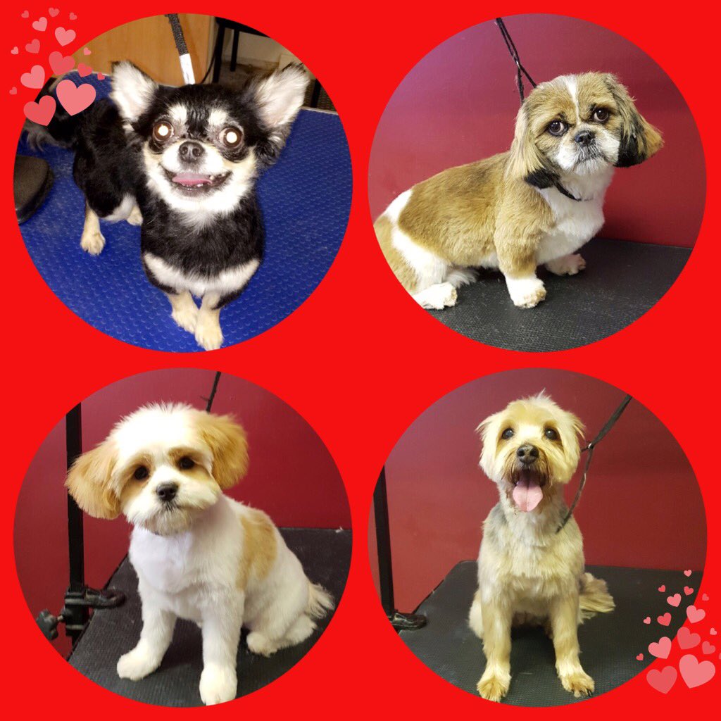CanineDivine1's tweet photo. Appointments available for Saturday. Call or text us on 07825165534 to book in 🐶 https://t.co/iToh8TIUh6