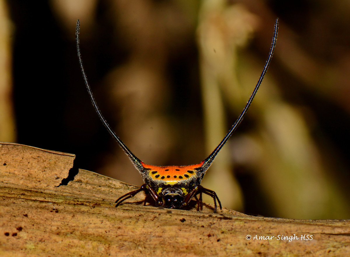 DrAmarMOH's tweet photo. Curved Spiny Spider (Gasteracantha arcuata) #Malaysia #TurnFear2Fascination #Gatewayspider #Lovespiders https://t.co/X57KH5XcBF