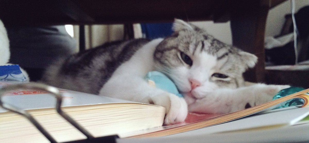 Juno_pic's tweet photo. とけてる https://t.co/aTVVnyxlU7
