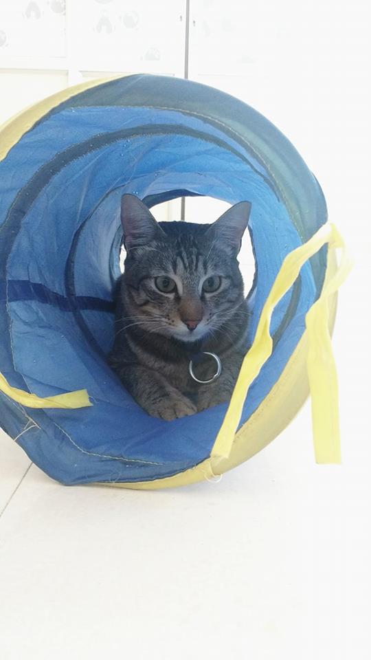 thecatstudioblr's tweet photo. I want a quiet day today says Aakash
 #aakash #thecatstudio #furpurrindia #wherepetstalk #catadoption #catsinbangalore #adoptdontshop https://t.co/0mvk4llYxb