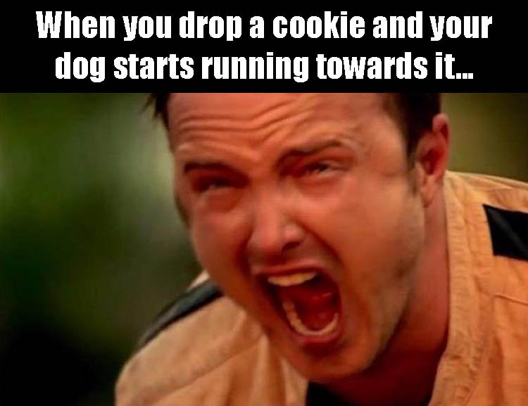 TheFailFactoryy's tweet photo. Dog owners will understand. #dog #fail #thefailfactory https://t.co/2JIUFmKLAp