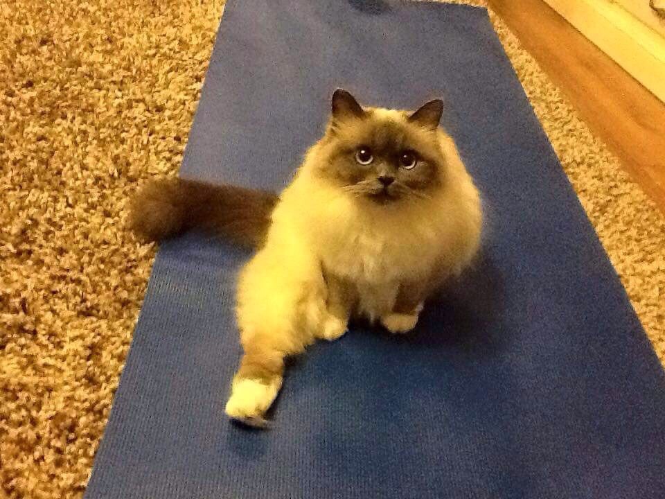 LoveCatJess's tweet image. kitty #yoga