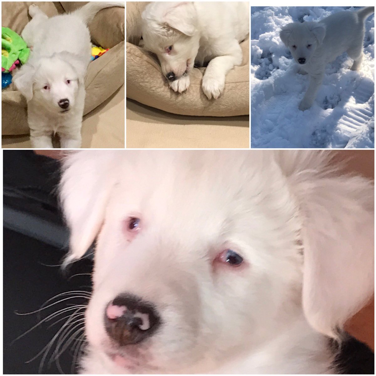 VictoriaHumane's tweet image. Check out our sweet brave Moxie at Victoria Humane Society! This sweet deaf/blind puppy is looking for ❤