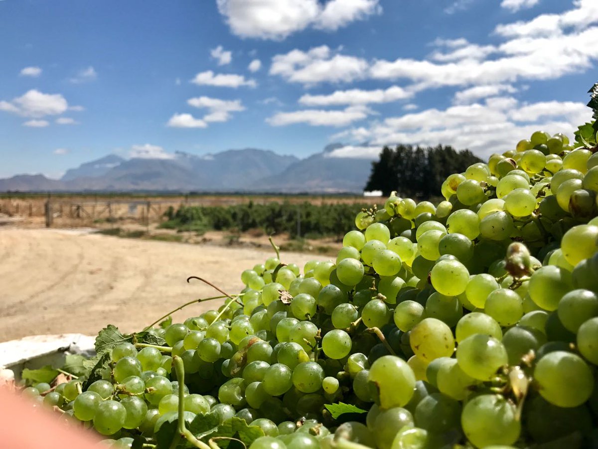 MerwidaWines's tweet photo. Another day another few hundred tons! What a view to work with!
#2017Vintage #Merwida #Harvest2017 @WineLandSA https://t.co/0A4l00K1zY