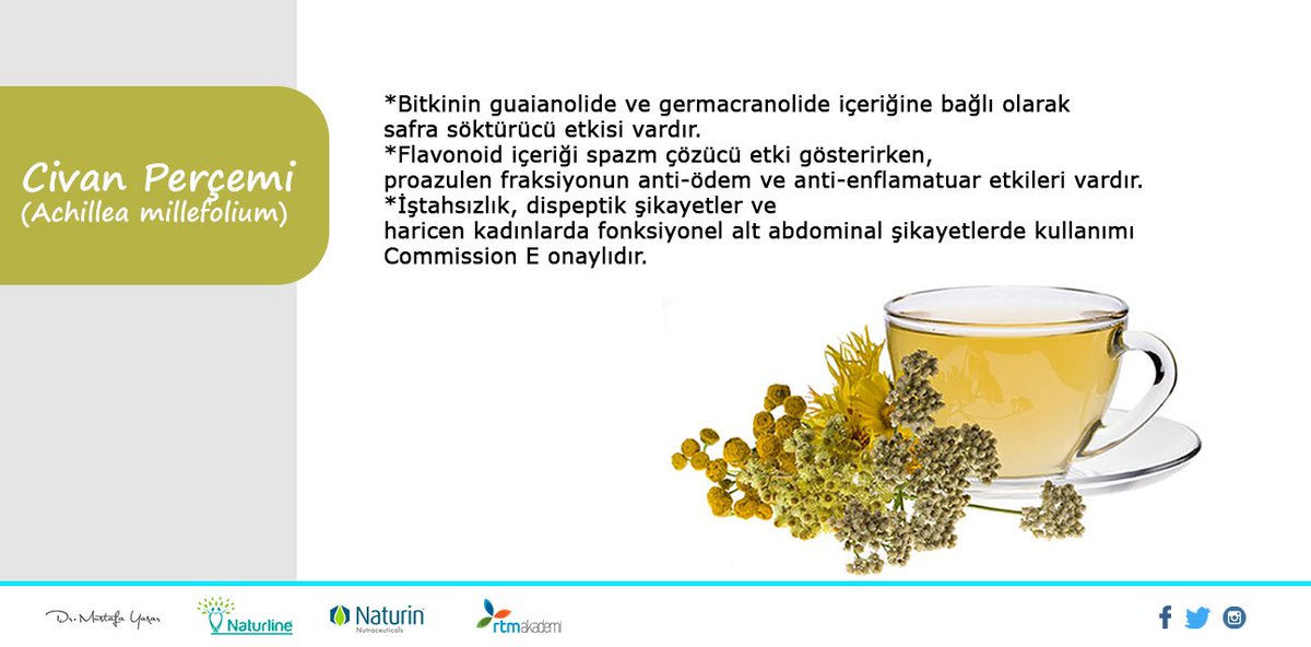 Civan Perçemi ( Achillea millefolium ) etkileri nelerdir? #sağlıklıyaşam
