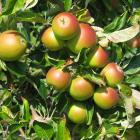 AHDB_Hort's tweet photo. The annual AHDBHort / @EMRComms #TreeFruitDay will be a "fantastic opportunity to receive fascinating insights": https://t.co/fdomrLpeiy https://t.co/T466Ji0i7S