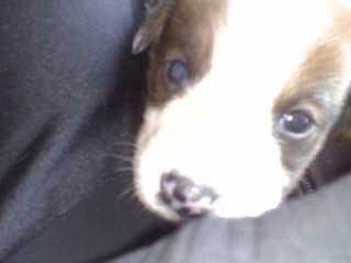 HopeStayed's tweet photo. @EWCHawaiiLuke can we keep him? https://t.co/iOdB2Hcjdp