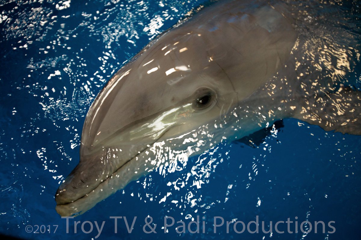 BeFitBristolFit's tweet photo. Let's take a dip! # animalfortnight #troytvstock #padiprints
@ZooBarcelona #comeshootwithus #crewinspain&uk https://t.co/VLKiJoSIZH