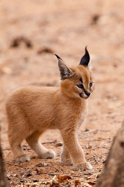 Just_me_Maia's tweet image. Awww!😱❤️#carcal kittens#cute#lovely🐾
