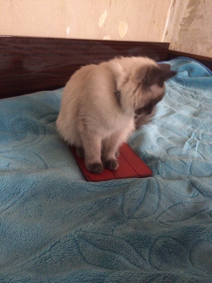 joistick11's tweet photo. Когда на кровати мало места https://t.co/tt6znKDNj3