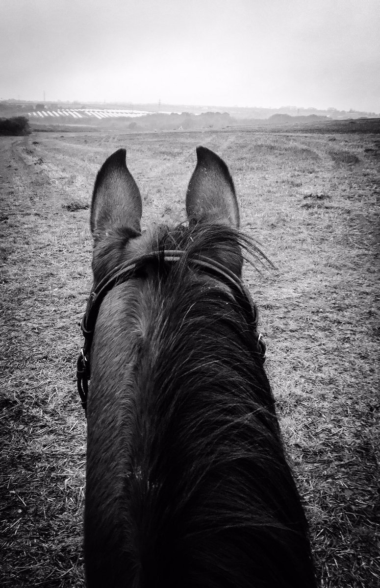 ThatSassyRider's tweet photo. Best view in the world #nafuk #ariat #woofwear #charlesowen #marktoddcollection #premierequine #lemieux #horseware https://t.co/hCbmUP8Wvg