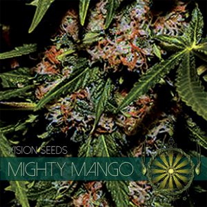 New post (Mighty Mango Bud) has been published on Vision Seeds - visionseeds.nl/product/mighty…