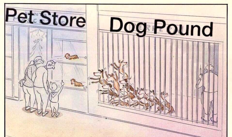 Don't shop pets. Adopt them! https://t.co/hO3nXeWPBi