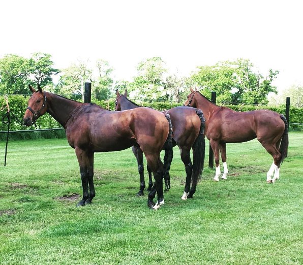 #ThrowbackThursday to <a href="/CSC_Polo/">CSC Polo</a>'s ponies - Hurricane, Bryony &amp; Roo - on the pony lines last summer #TBT
