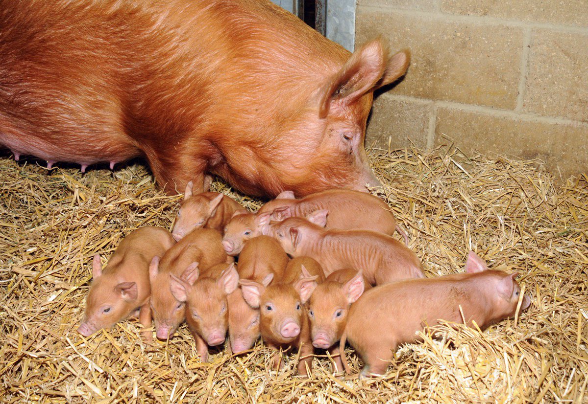OddsFarmPark's tweet photo. Our cheeky little piglets and mum #tamworth #piggies 🐷 https://t.co/8QXRmsH9Cu