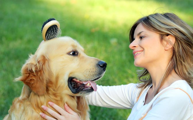 pawprintsstore's tweet photo. Why is brushing so crucial for dogs? These are the top 5 reasons. #doggrooming #dogbrushing https://t.co/z769dTDHm8 https://t.co/Sl36GzgmWq
