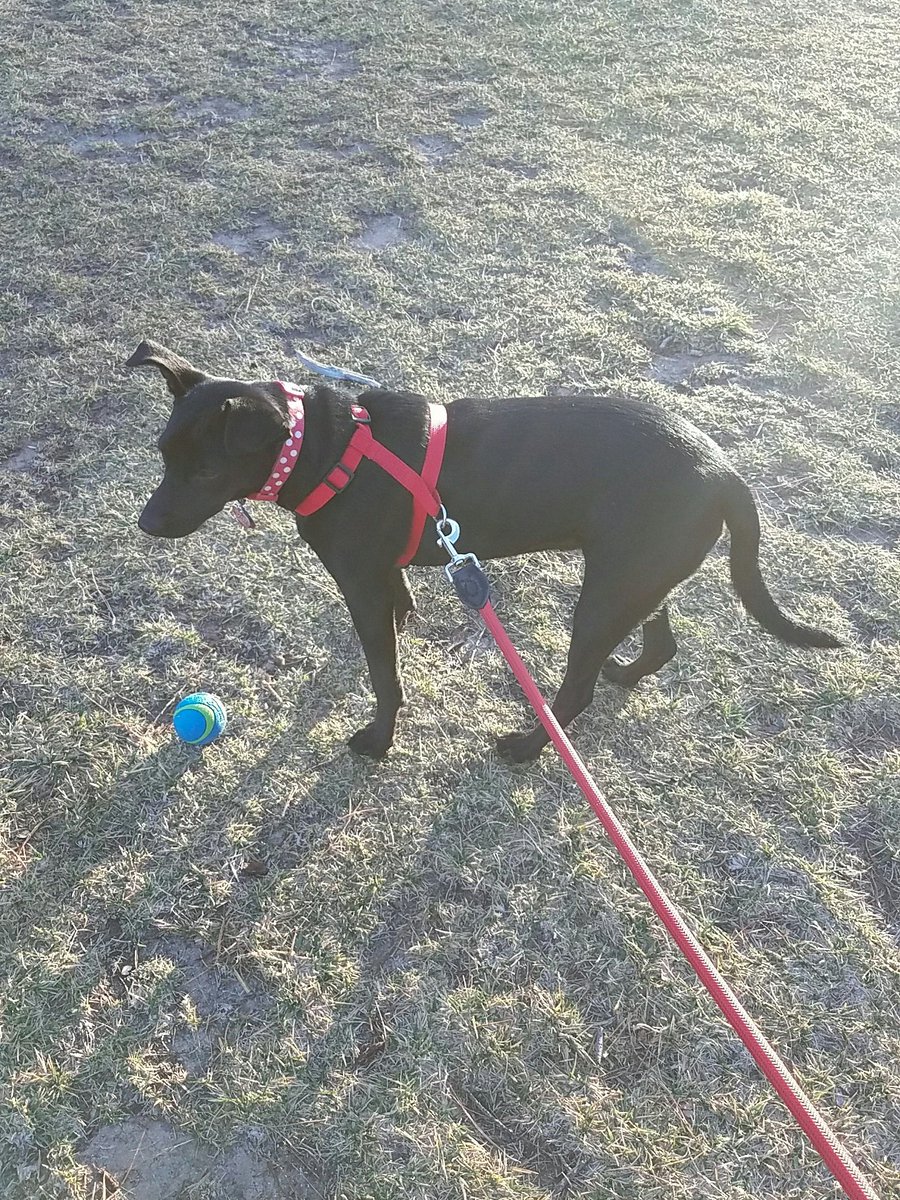 ZombieBatgirl85's tweet photo. Lost a trusted ally in the flight from Finland #zombiesrun #morningrun #running #vegasrun #maxine https://t.co/CgUUlUtjQm
