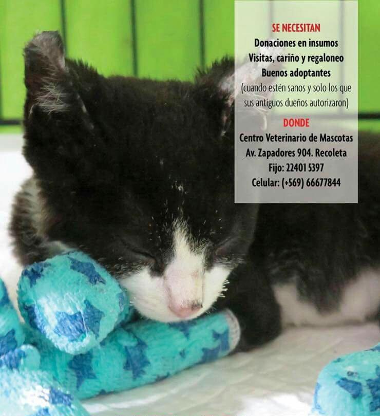 carolinarevalo's tweet photo. favorRT
Sobrevivieron a los #IncendiosForestales en Constitución. Hoy se recuperan con @dranane en Stgo,necesitarán familias para adaptarlos https://t.co/pqFVxx5qhE
