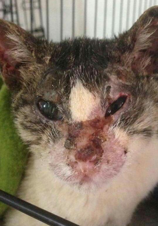 carolinarevalo's tweet photo. favorRT
Sobrevivieron a los #IncendiosForestales en Constitución. Hoy se recuperan con @dranane en Stgo,necesitarán familias para adaptarlos https://t.co/pqFVxx5qhE