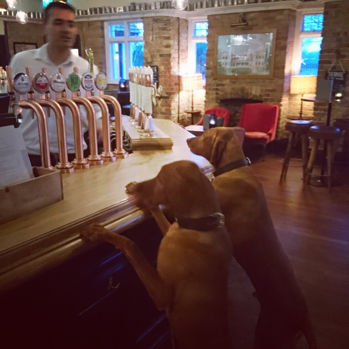 HareandHoundTW7's tweet photo. Insert your own caption below
Free bottle of wine for the funniest one @FullersKitchen @Fullers @MarcusFullers https://t.co/1722Z7VwGs