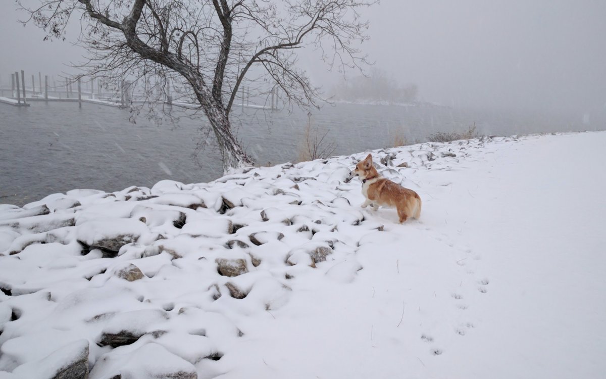 Connecticut Stormcast: Get the latest live snowstorm coverage and more right now on HAN: live.han.network/?p=530549 #ctsnow #ctweatheer