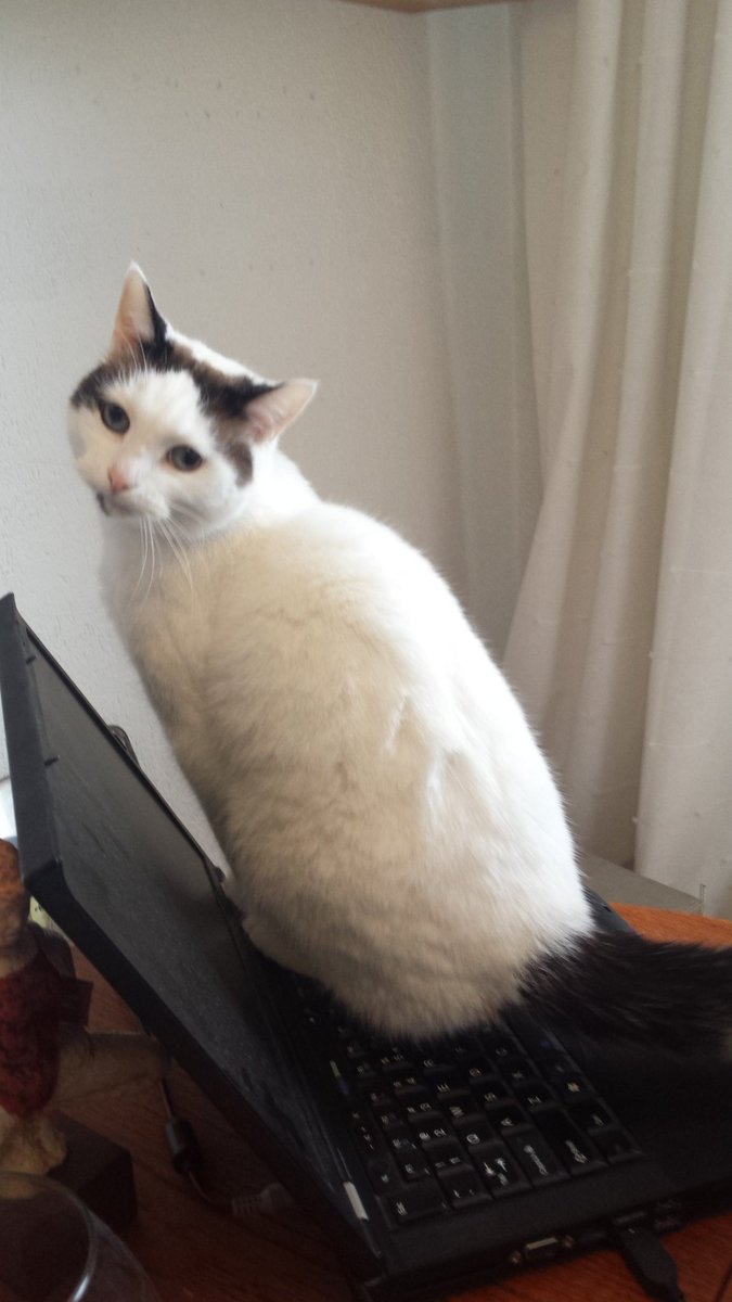 leopeelen's tweet photo. My cattop... https://t.co/nMn83nZiOx