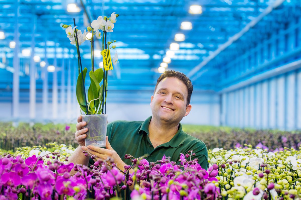 OnderGlas's tweet photo. Innoverende telers #phalaenopsis streven naar geluk in vensterbank. Lees over nieuwe concepten in @OnderGlas editie @HortiContact https://t.co/parXXD9KAR