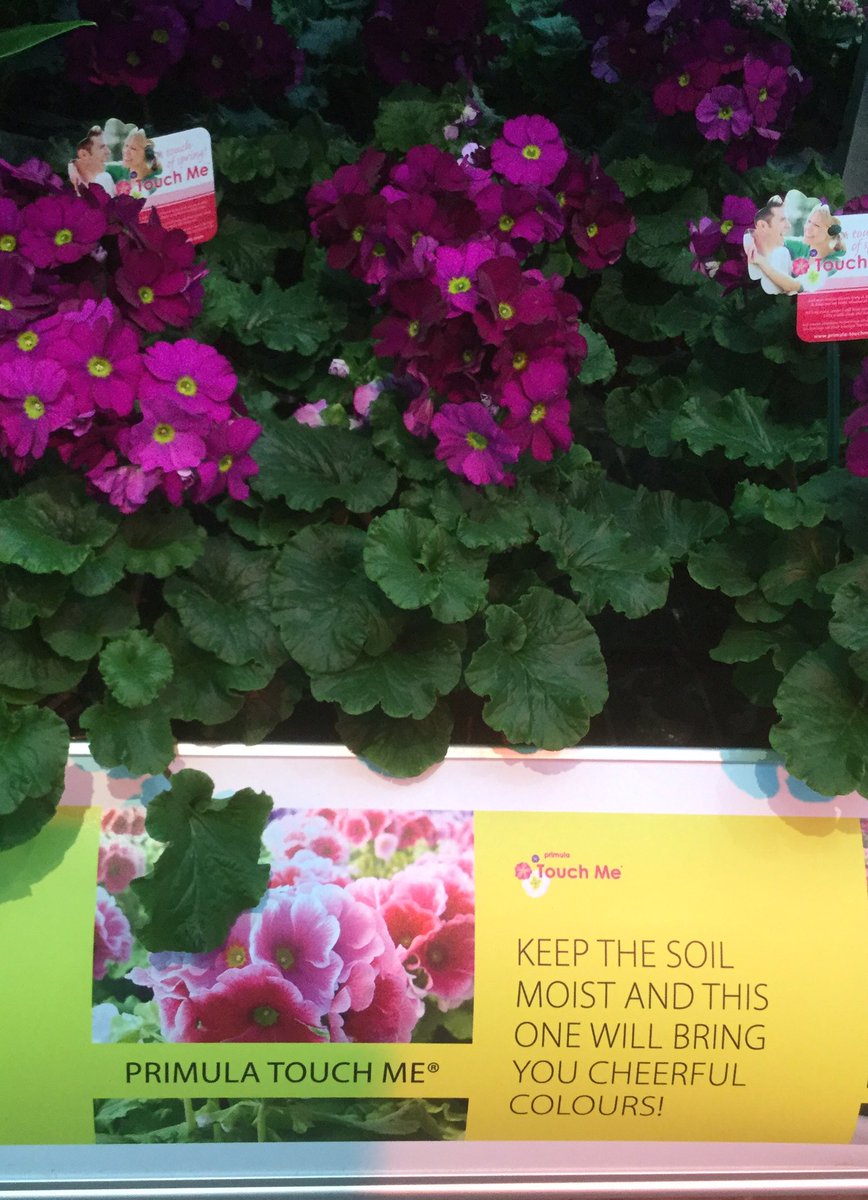 Marcthings's tweet photo. @PrimulaTouchMe1 @TUINZAKEN_NL#growingemotion https://t.co/ivOBted4vG