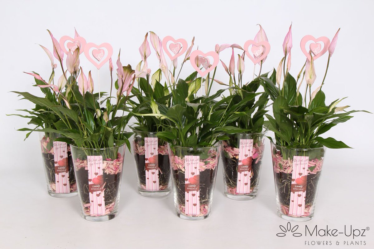 voortpotplanten's tweet photo. Onze #Spathiphillums kunnen worden opgemaakt zijn daardoor zeer geschikt voor speciale dagen #Valentijn #MakeUpz @Greencre8 https://t.co/sUYGSfUo4e