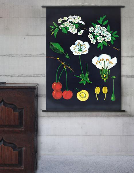 Wallography's tweet photo. The Cherry Tree #Botanical #wallchart  https://t.co/UEHo4ADTm1 https://t.co/SfHWxYml6F https://t.co/IYX0jKsx7e