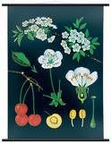 Wallography's tweet photo. The Cherry Tree #Botanical #wallchart  https://t.co/S9Gprt3Ppc https://t.co/CPjD7TOuaT https://t.co/xO8LSu79TR