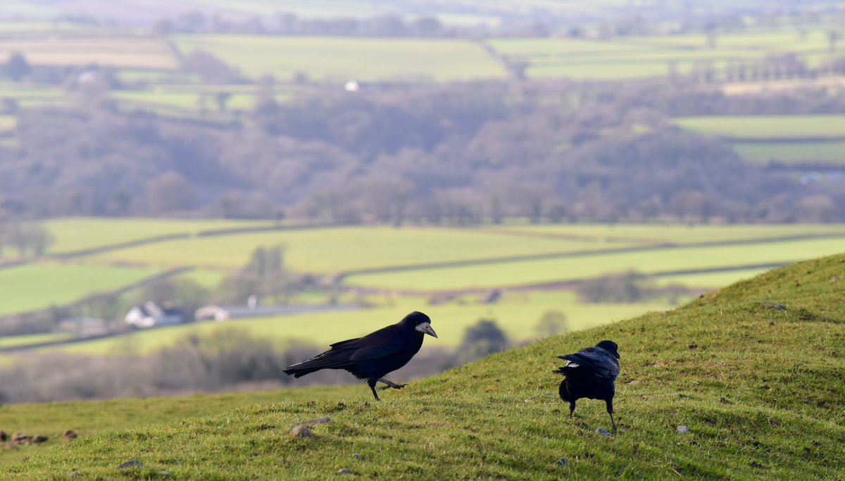 RachelBurch2's tweet photo. A rook is a 'Psychopomp' an animal that escorts souls to heaven. #Dartmoor rooks this week. #folklorethursday 
https://t.co/ebS9N6rvou https://t.co/GXX3moyx8k