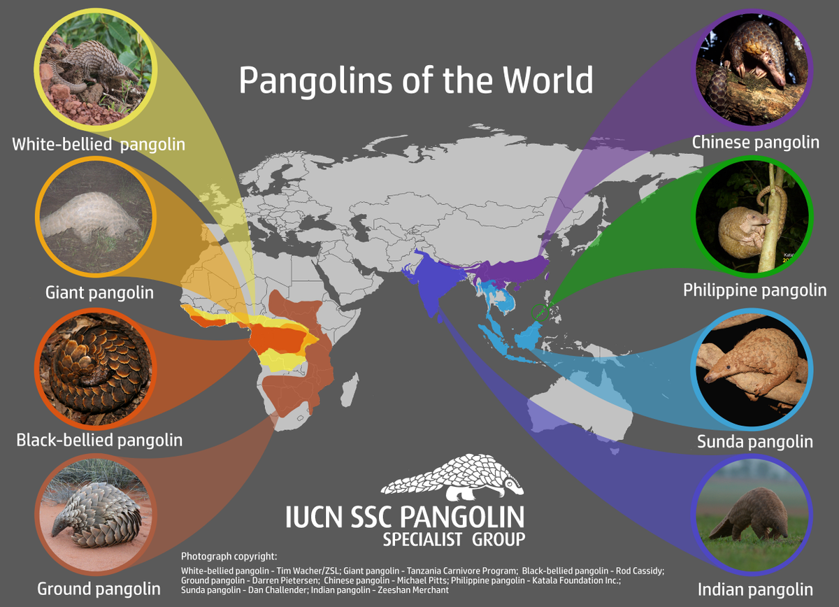 PangolinSG's tweet photo. #WorldPangolinDay is coming up! Tomorrow we start the 8 days of pangolins: each day featuring info for 1 of the 8 unique #pangolin species! https://t.co/IqUyhh0By6