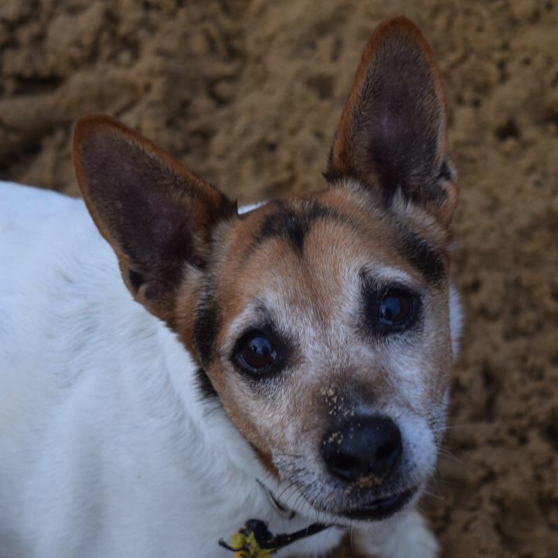 We have soooo many batdogs at the moment 🦇 and they're all little super heroes! Are you looking for a sidekick? @DogsTrust #Batdog #Superdog