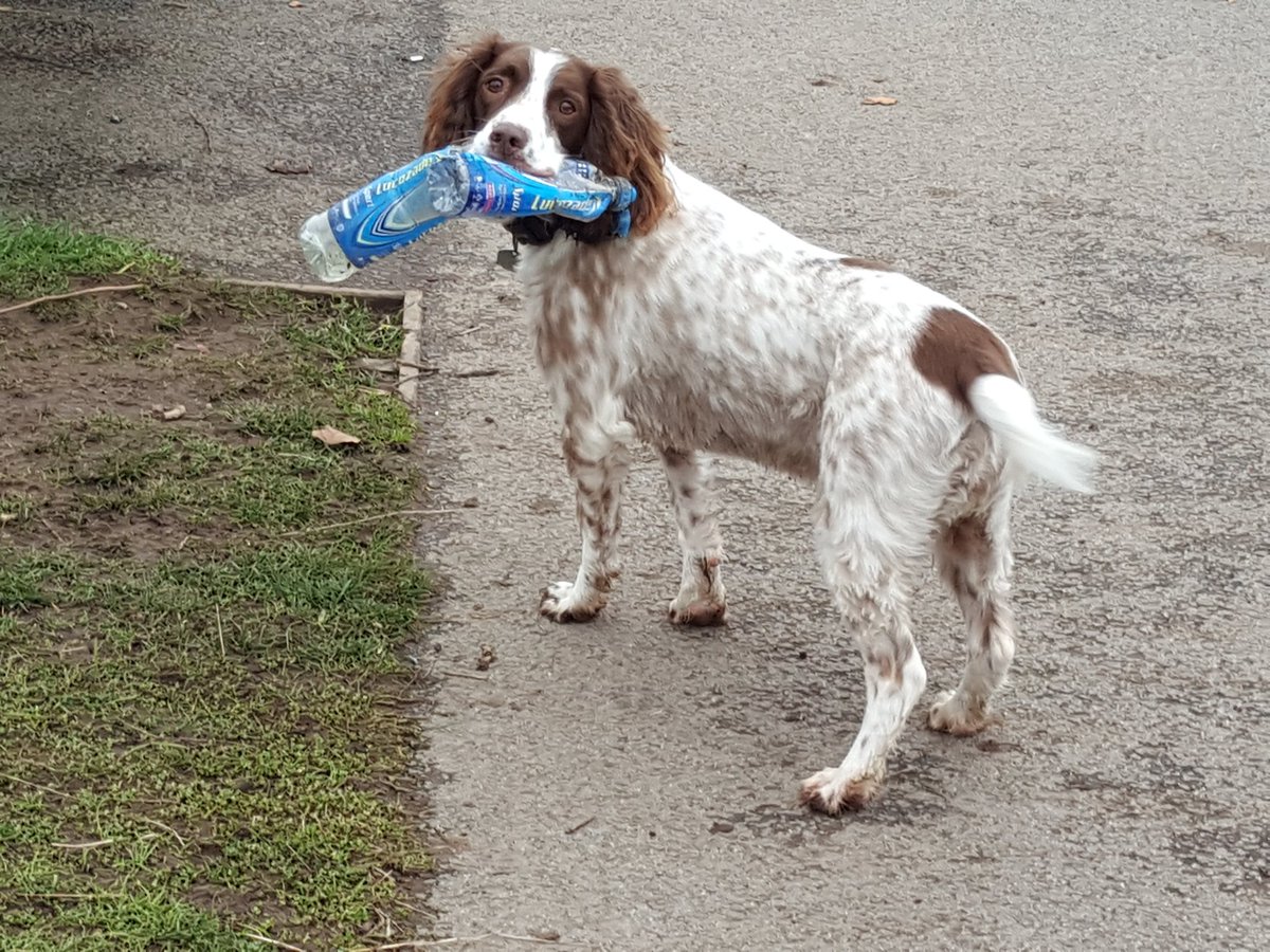 Maisy doing her bit for the environment by recycling 2 plastic bottles at once @countessofchester Country Park #savetheplanet