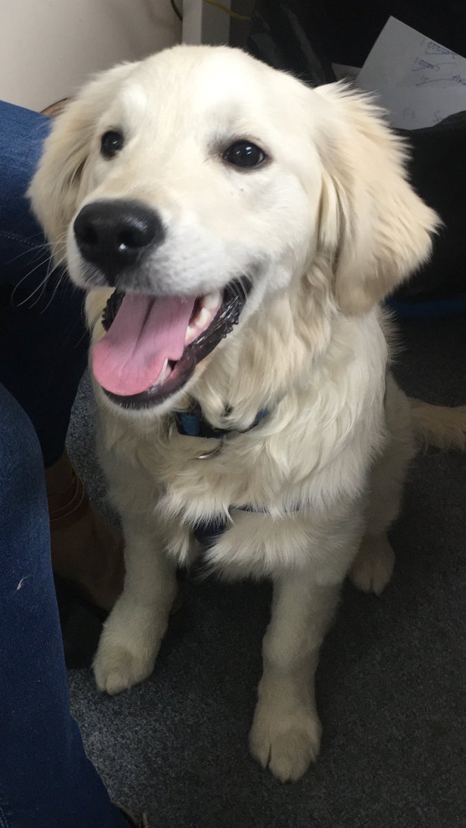 We love Thursdays at the Sweet Ideas offices - Baxter comes to visit!