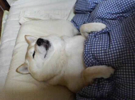 暖かくて、枕の高さもちょうどいいと夢心地な犬たちwww