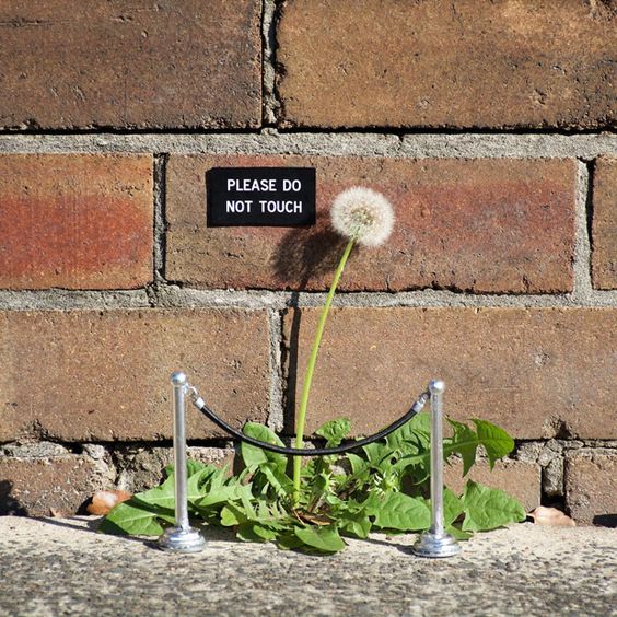 LandscapeEvent's tweet photo. We aren't sure who did this but we love this random piece of #StreetArt! #Dandelion #Weeds #Funny #DoNotTouch #Nature https://t.co/6BSlNwLfWX