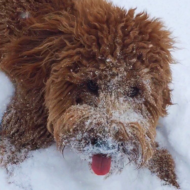 Awdogs's tweet photo. π πΆ@dewars_thedoodle πππ I βοΈ snow days!
*
*
*
*
*
*
*
#Awdogs #Awdog #Dog #Dogs #Puppy #W⦠https://t.co/437jwBxKp7 https://t.co/krMePLNA7P