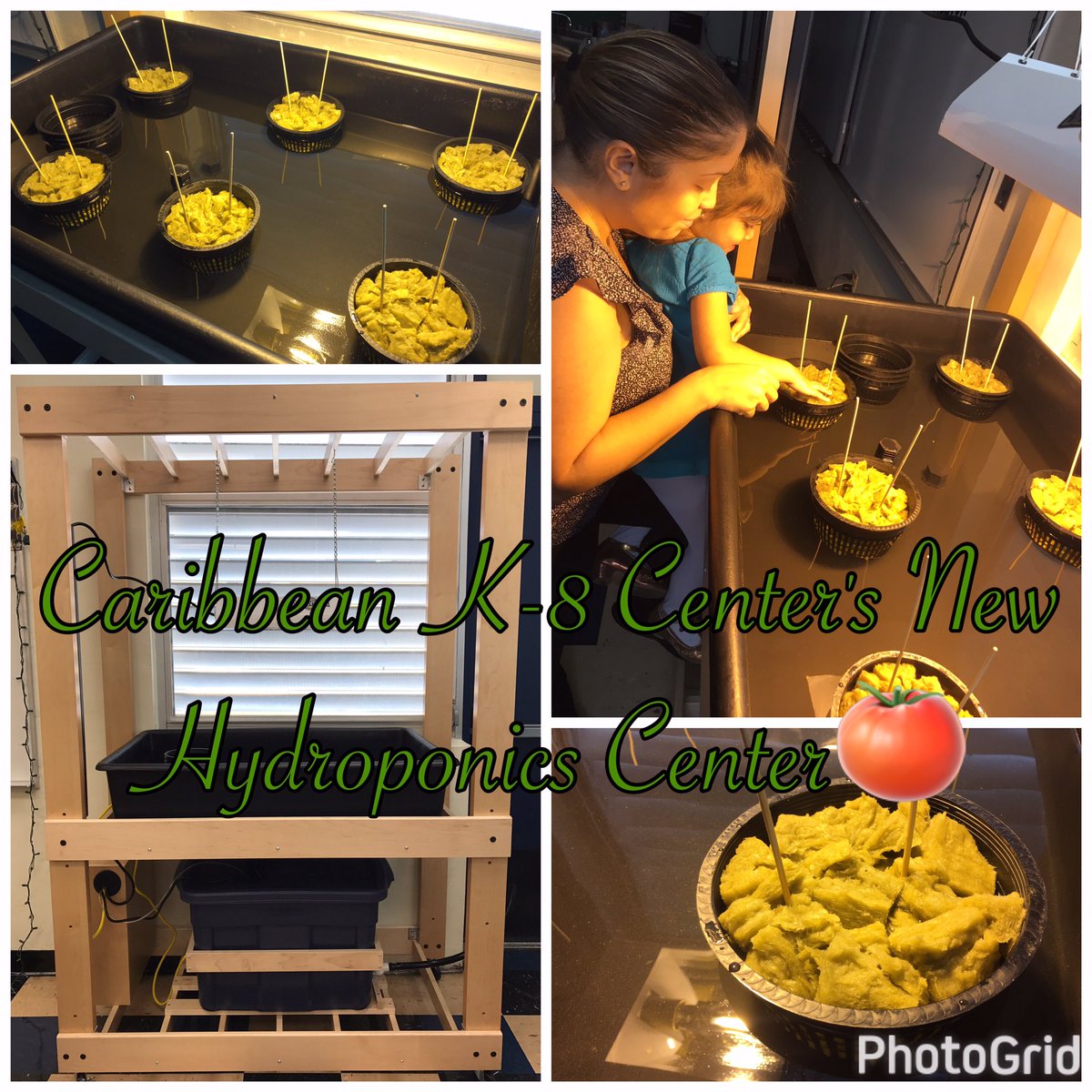 CaribbeanK8CT's tweet photo. Growing organic produce for our students &amp; community!  #DIGacademy #Dream_in_Green  @RepCurbelo @LubbyNavarro https://t.co/Jvm9PrHENI